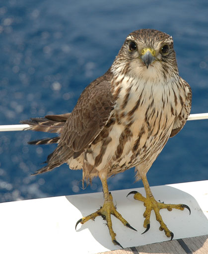 21-Atlanteren mot øst
 Hero