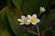 01-Mauritius
 Hero
