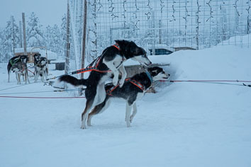 03 Huskysledging
 Hero