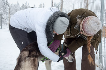 03 Huskysledging
 Hero